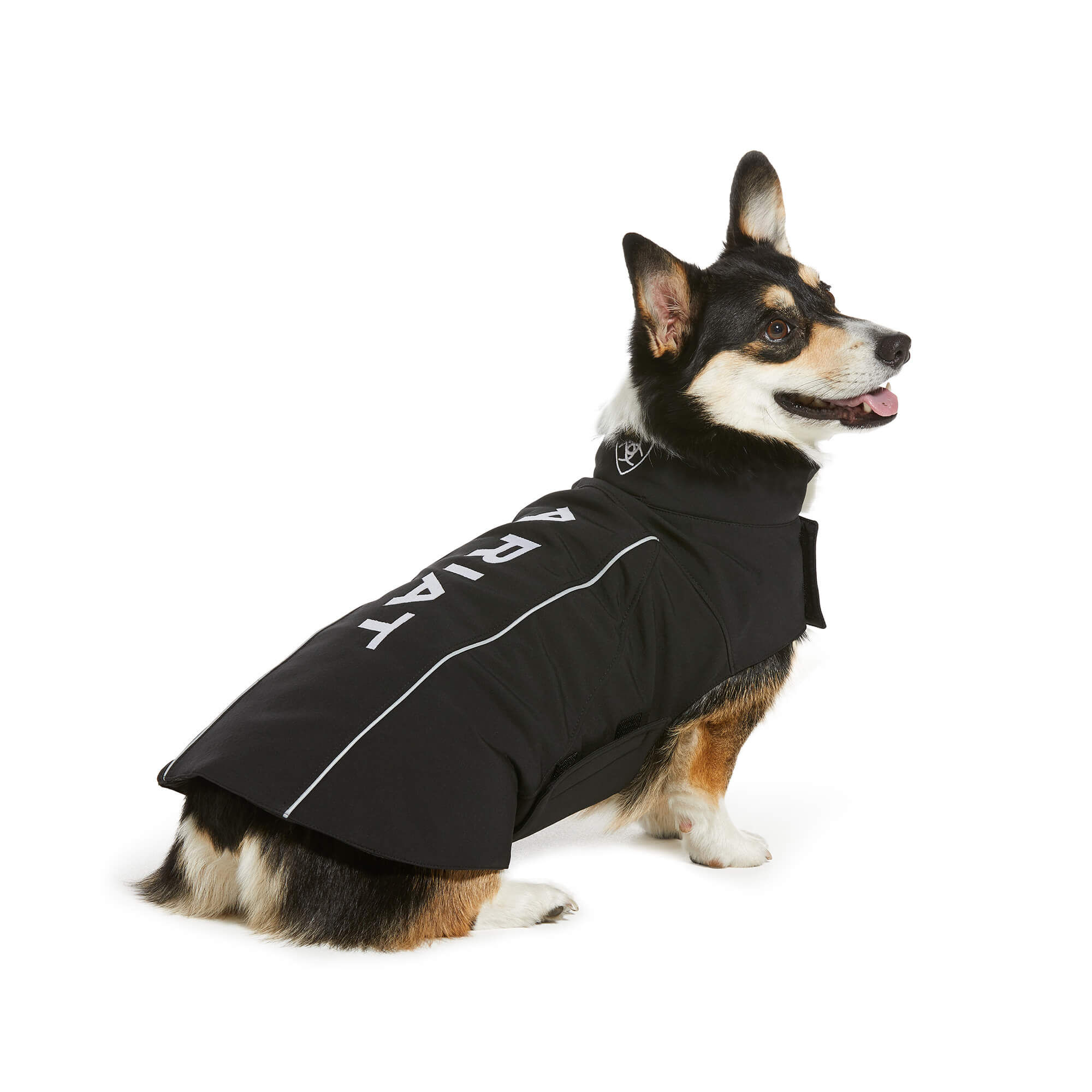 dog with jacket